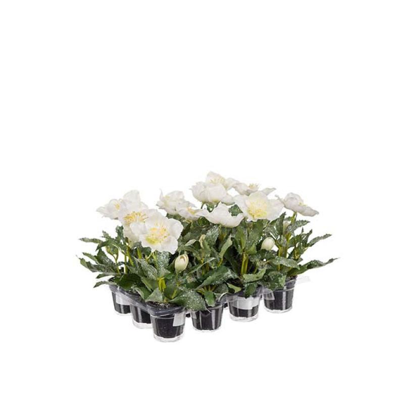 Umělá květina Čemeřice 20cm