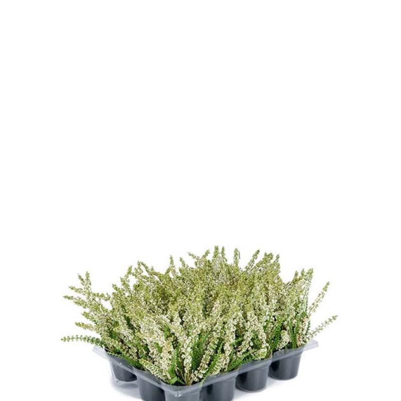 Umělá květina Vřes malý 18cm