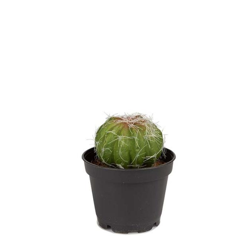 Umělý Kaktus mini 8cm